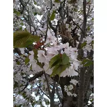 ひな