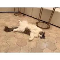 るい