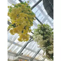 はづき