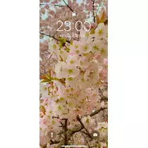橘 美桜