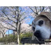 あおい