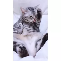 夢乃 サラ
