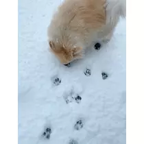 くる