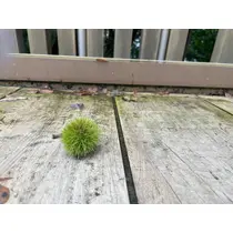るる