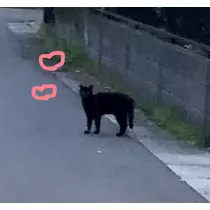 れいら