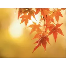 かおり