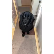 ここ