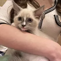 伊藤 みゆき
