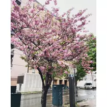 夏樹 あや