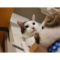 れおな