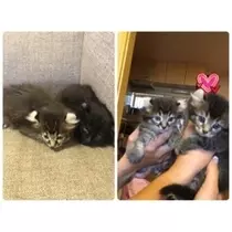 愛羽 仁美