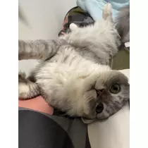ナギ