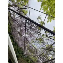 愛羽 仁美
