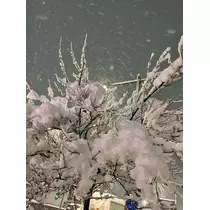 あおい