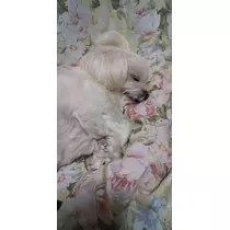 かりん