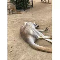さくら
