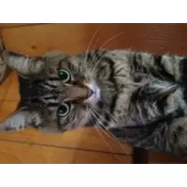 NATSUMI