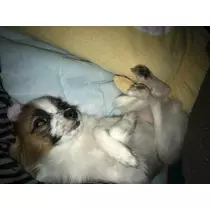 ティナ