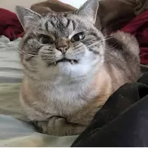 あい