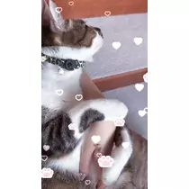 恋麦乃 ちょり