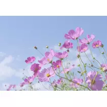 かおり