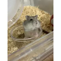 かびるんるんさわ