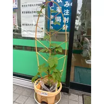 カレン