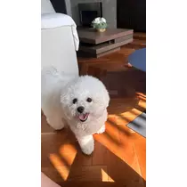 神楽 ゆあ