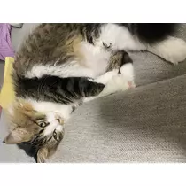 翠