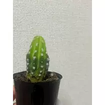 ミイ