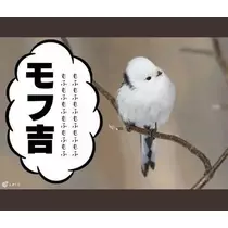 ひな