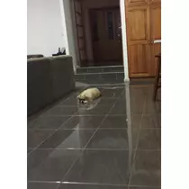 りん