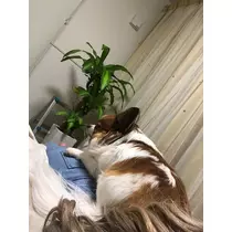 あいら
