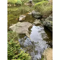 はづき