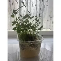 みやび