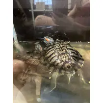 りえる
