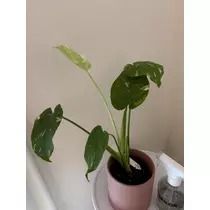 七海 結愛