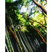 ゆかり