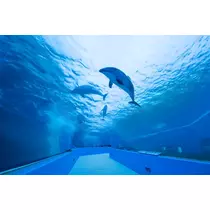 サヤ