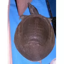 エミ （スタッフ）