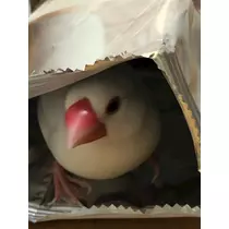 姫花