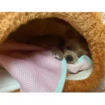 杠 いちか