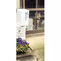 さくら