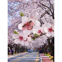 あん
