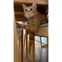鬼灯 メビ