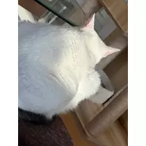 結城 かなの