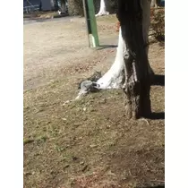 愛矢