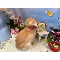セナ