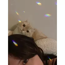 あおい