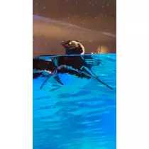 はづき
